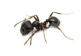 "Carpenter ant"