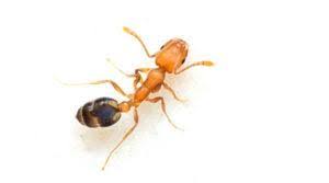 "Pharoah ant"